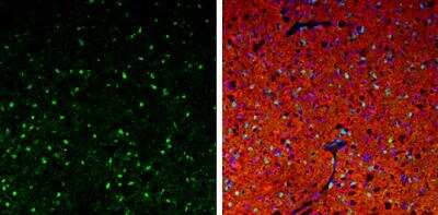 Immunohistochemistry-Frozen: QKI/Quaking Antibody [NBP2-20029]