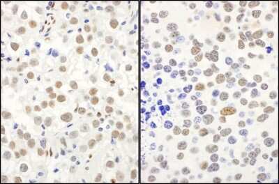 Immunohistochemistry: QKI/Quaking Antibody [NB300-240]