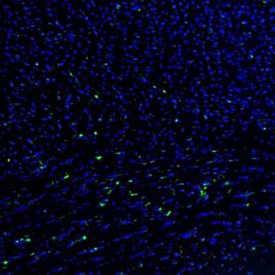 Immunohistochemistry: QKI/Quaking Antibody [NBP1-87178]