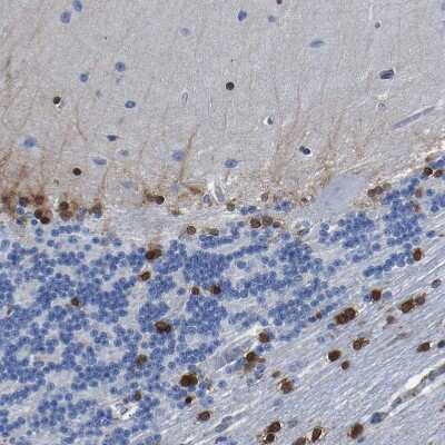 Immunohistochemistry-Paraffin: QKI/Quaking Antibody [NBP1-87178]