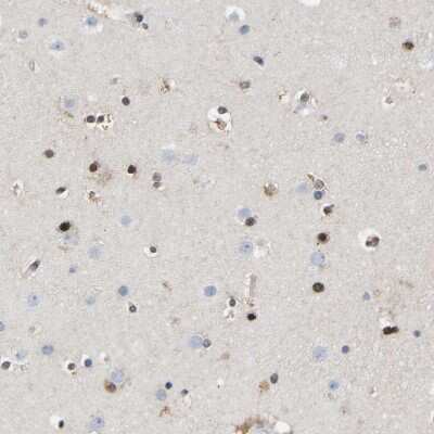 Immunohistochemistry-Paraffin: QKI/Quaking Antibody [NBP1-87178]