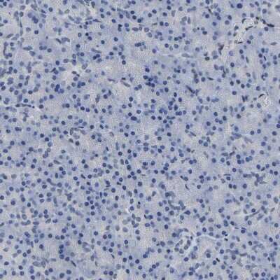 Immunohistochemistry-Paraffin: QKI/Quaking Antibody [NBP1-87178]