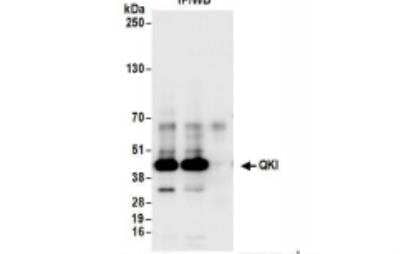 Immunoprecipitation: QKI/Quaking Antibody [NB300-240]