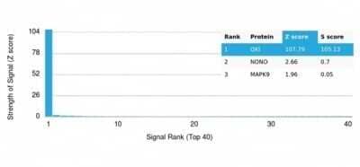 Protein Array: QKI/Quaking Antibody (PCRP-QKI-2F10) - Azide and BSA Free [NBP3-14072]