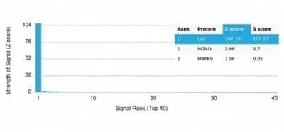 Protein Array: QKI/Quaking Antibody (PCRP-QKI-2F10) [NBP3-13817]