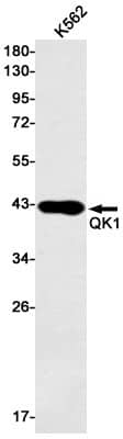 Western Blot: QKI/Quaking Antibody (S01-3F7) [NBP3-19753]