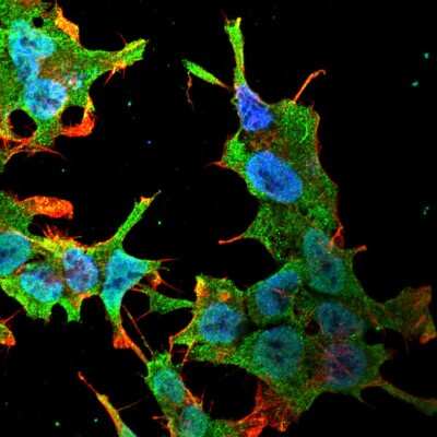 Immunocytochemistry/ Immunofluorescence: QKI/Quaking Antibody (S147-6) - Pan Specific [NBP2-42196]