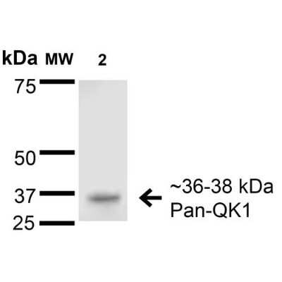 Western Blot: QKI/Quaking Antibody (S147-6)Pan Specific [NBP2-42196]