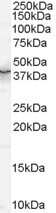 Western Blot: QKI/Quaking Antibody [NB100-41401]