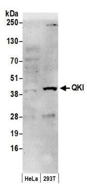 Western Blot: QKI/Quaking Antibody [NB300-239]