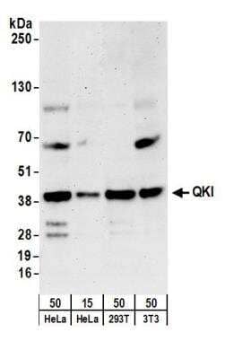 Western Blot: QKI/Quaking Antibody [NB300-240]