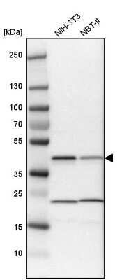 Western Blot: QKI/Quaking Antibody [NBP1-87178]