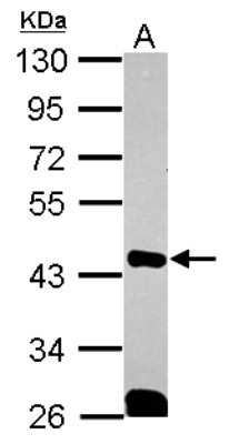Western Blot: QKI/Quaking Antibody [NBP2-20029]