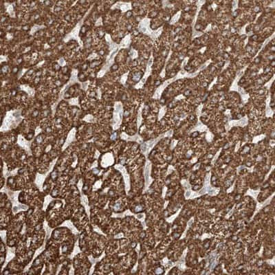 Immunohistochemistry-Paraffin: QN1 Antibody [NBP1-91155]