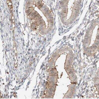 Immunohistochemistry-Paraffin: QN1 Antibody [NBP1-91158]