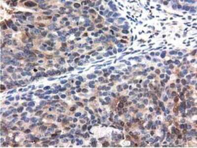 Immunohistochemistry-Paraffin: QPRT Antibody (OTI1C10) [NBP2-02860]
