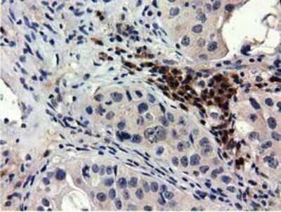 Immunohistochemistry-Paraffin: QPRT Antibody (OTI1C10) [NBP2-02860]