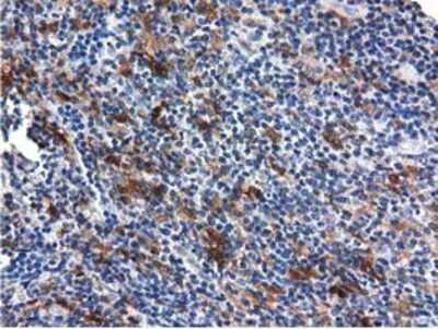 Immunohistochemistry-Paraffin: QPRT Antibody (OTI1C10) [NBP2-02860]
