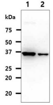 Western Blot: QPRT Antibody (24C4)BSA Free [NBP2-59433]