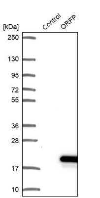 Western Blot: QRFP Antibody [NBP1-94144]