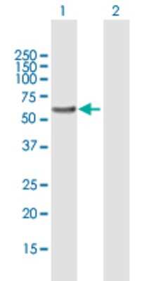 Western Blot: QRSL Antibody [H00055278-B01P]