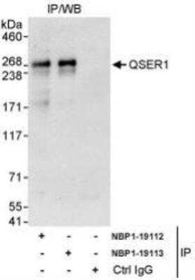 Immunoprecipitation: QSER1 Antibody [NBP1-19113]