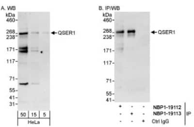 Western Blot: QSER1 Antibody [NBP1-19112]