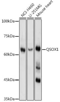 Western Blot: QSOX1/Quiescin Q6 AntibodyAzide and BSA Free [NBP3-03870]