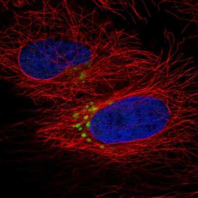 Immunocytochemistry/ Immunofluorescence: QSOX2 Antibody [NBP2-55031]