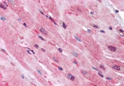 Immunohistochemistry-Paraffin: QSOX2 Antibody [NBP3-14459]