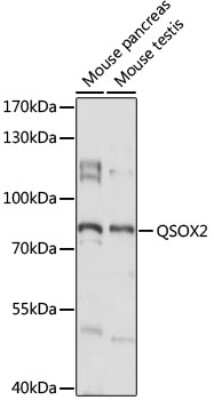 Western Blot: QSOX2 AntibodyAzide and BSA Free [NBP2-94591]