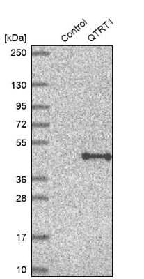 Western Blot: QTRT1 Antibody [NBP2-47317]