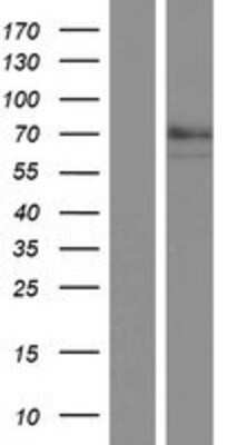 Western Blot: QSOX1/Quiescin Q6 Overexpression Lysate [NBP2-10744]