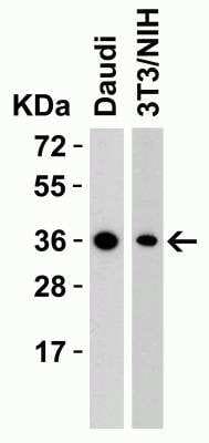 Western Blot: R-Spondin 1 AntibodyBSA Free [NBP1-77354]