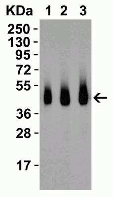 Western Blot: R-Spondin 1 AntibodyBSA Free [NBP1-77354]