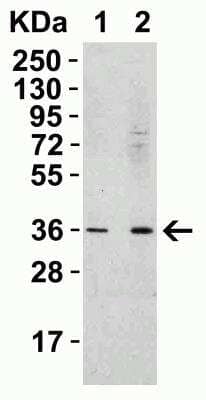 Western Blot: R-Spondin 1 AntibodyBSA Free [NBP1-77354]