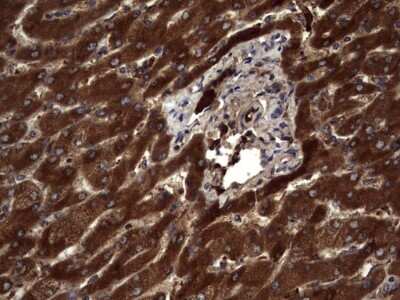Immunohistochemistry: R-Spondin 3 Antibody (OTI3D5) [NBP2-45637]