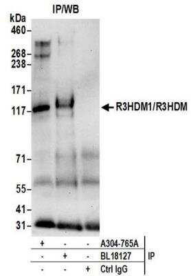 Immunoprecipitation: R3HDM1 Antibody [NBP2-41362]