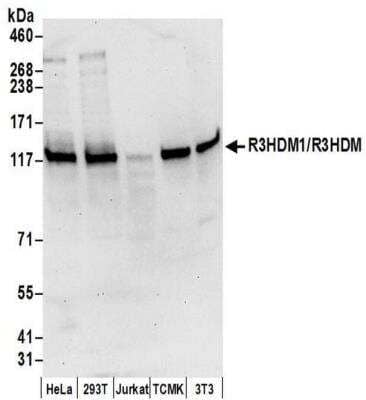 Western Blot: R3HDM1 Antibody [NBP2-41362]