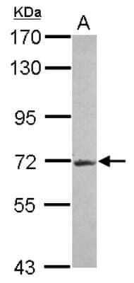 Western Blot: R3HDM2 Antibody [NBP2-20032]