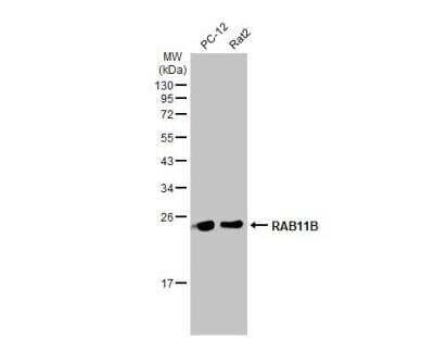 Western Blot: RAB11B Antibody [NBP2-15085]