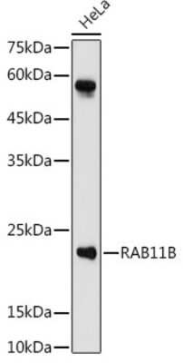 Western Blot: RAB11B AntibodyAzide and BSA Free [NBP2-95094]