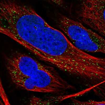 Immunocytochemistry/ Immunofluorescence: RAB11FIP2 Antibody [NBP1-82949]