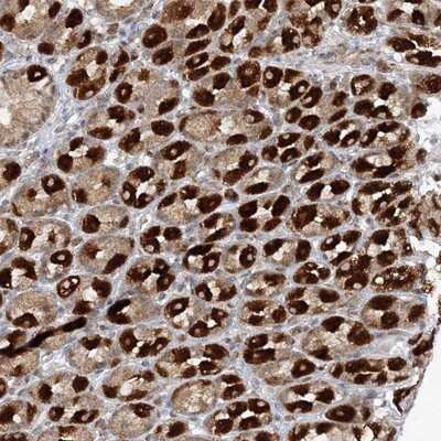 Immunohistochemistry-Paraffin: RAB11FIP2 Antibody [NBP1-82949]
