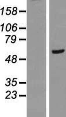 Western Blot: RAB11FIP2 Overexpression Lysate [NBL1-15039]