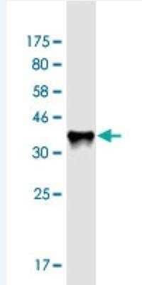 Western Blot: RAB11FIP3 Antibody (6H6) [H00009727-M01-100ug]