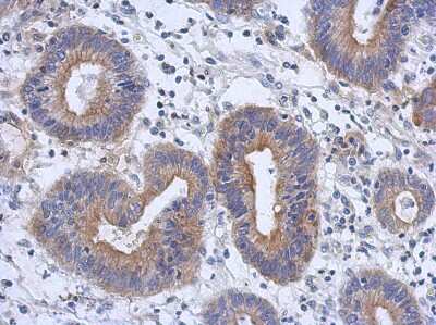 Immunohistochemistry-Paraffin: RAB11FIP3 Antibody [NBP2-20034]