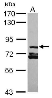 Western Blot: RAB11FIP3 Antibody [NBP2-20034]