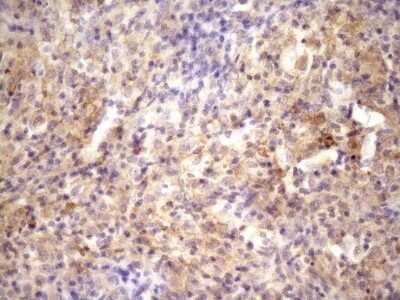 Immunohistochemistry: RAB11FIP4 Antibody (OTI13B5) - Azide and BSA Free [NBP2-73764]