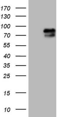 Western Blot: RAB11FIP4 Antibody (OTI13B5)Azide and BSA Free [NBP2-73764]